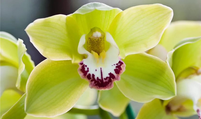 Cymbidium 'Dollys Sleeping'