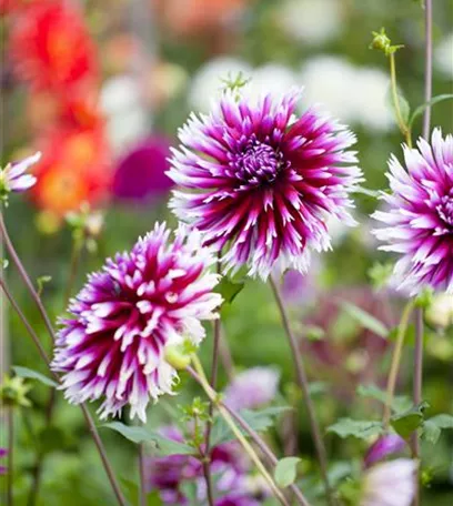 Keine Angst im Dunkeln – Blumenzwiebeln überwintern