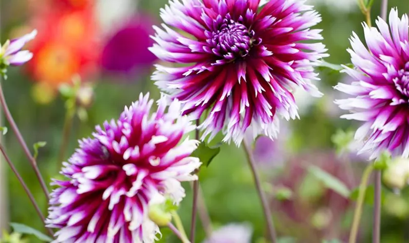 Dahlia 'Balloon'