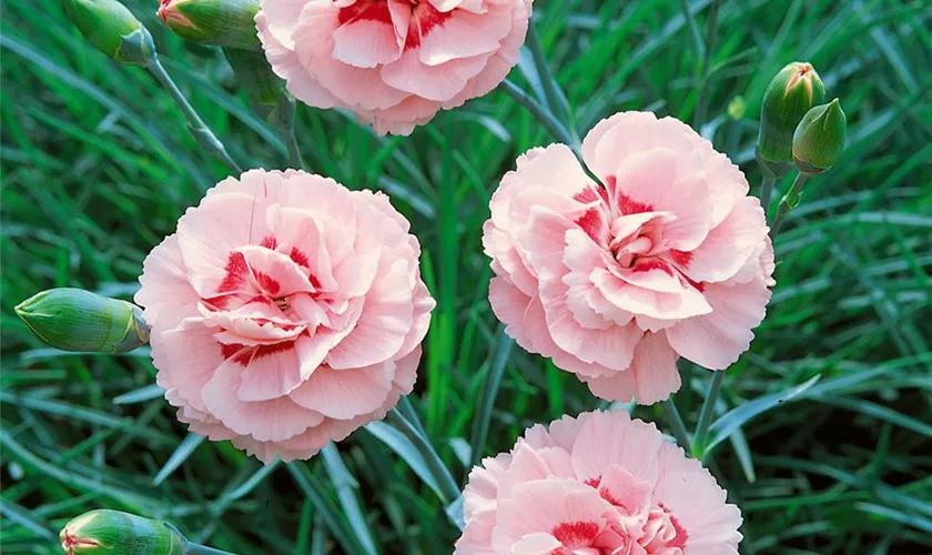 Dianthus plumarius 'Doris'