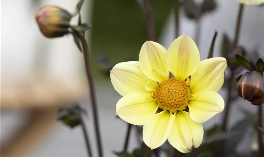 Dahlia 'Happy Days'