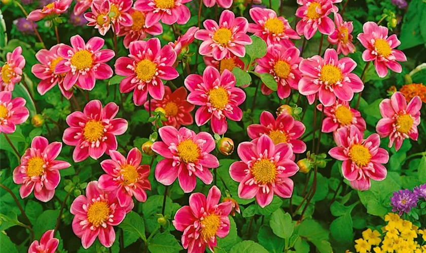 Dahlia 'Hartenaas'