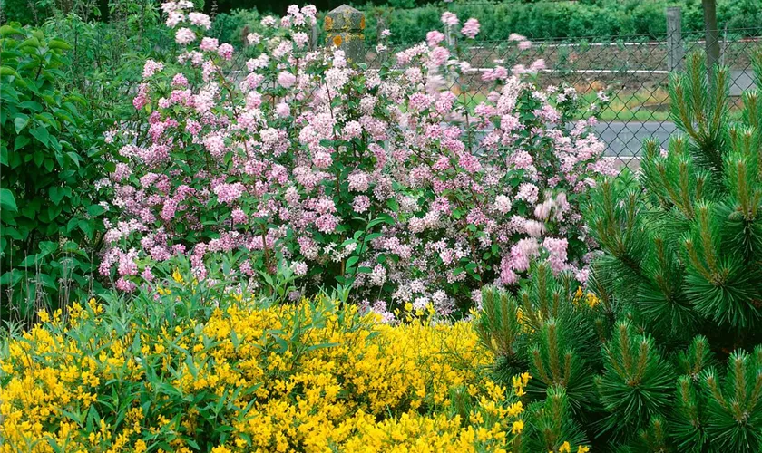 Kompakte Deutzie 'Lavender Time'