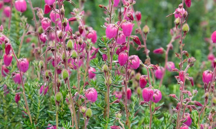 Daboecia cantabrica 'Atropurpurea'