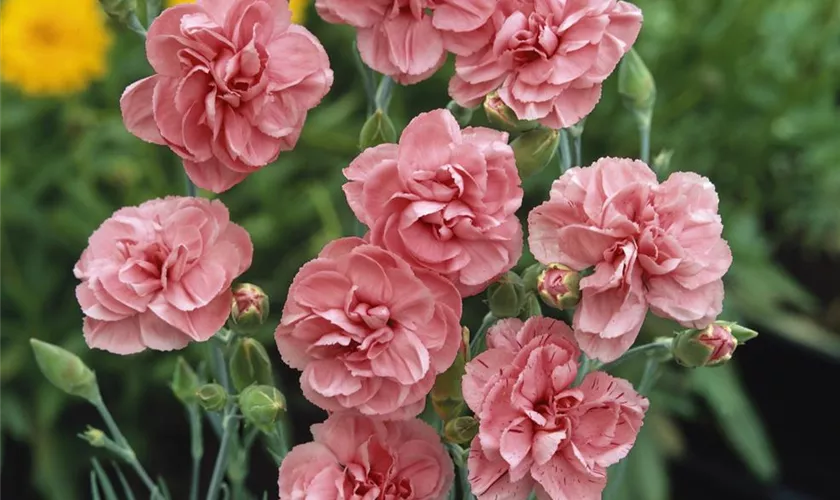 Dianthus plumarius 'Helen'