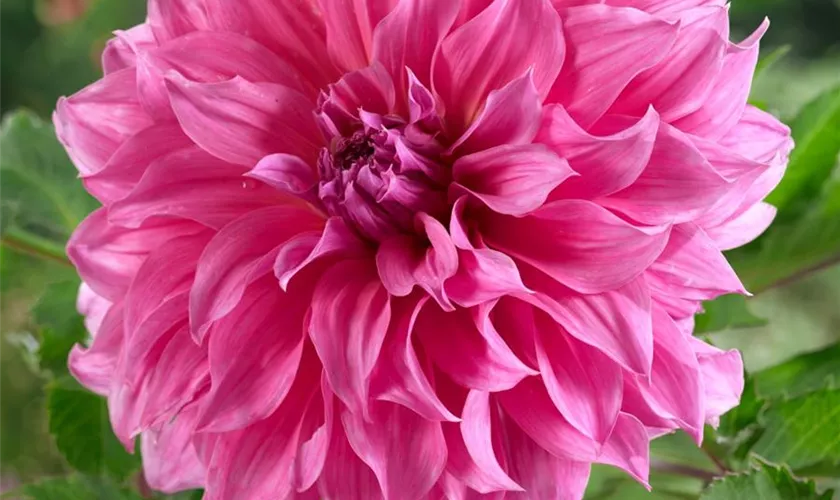 Dahlia 'Uchuu'