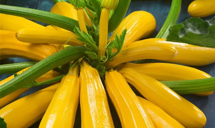 Zucchini 'Golden Delight'