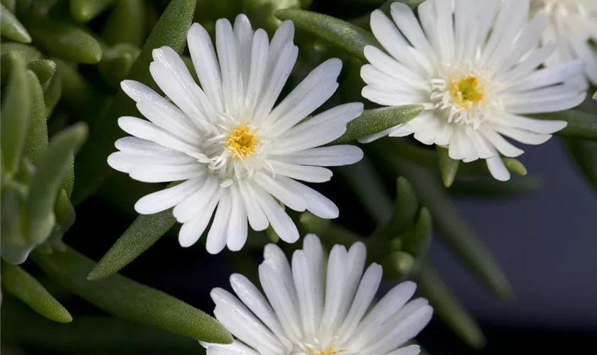 Coopers Mittagsblume 'Jewel of Desert Moon Stone'