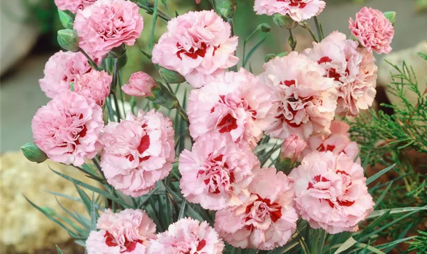 Dianthus plumarius 'Ine'