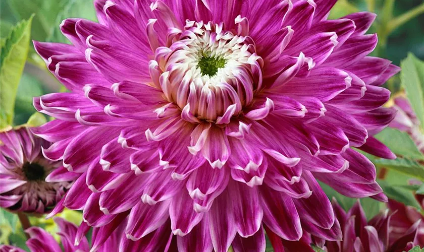 Dahlia 'Vancouver'