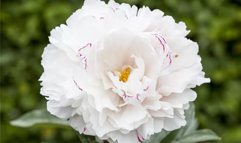 Paeonia lactiflora 'Marie Lemoine'