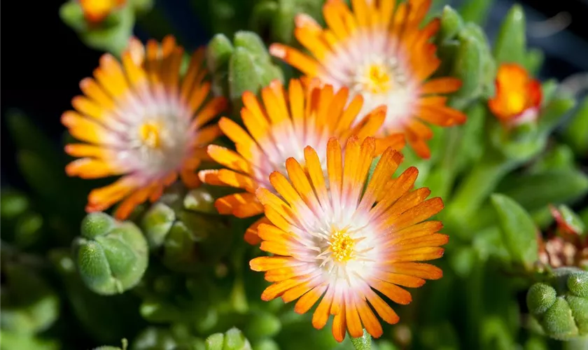 Delosperma cooperi 'Jewel of Desert Topaz'