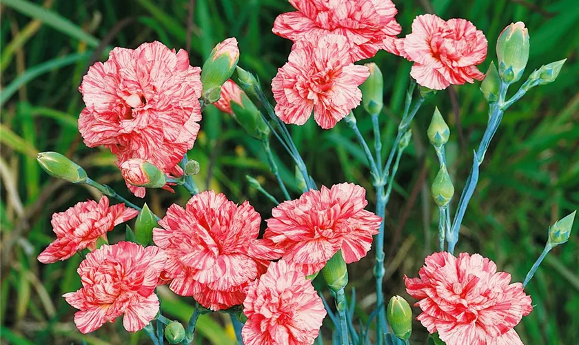 Dianthus plumarius 'Malta'