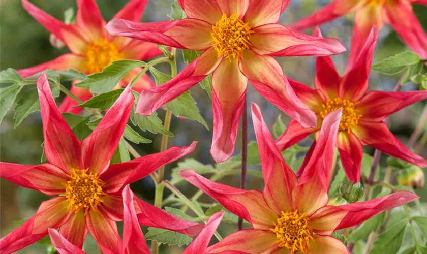 Dahlia 'Honka'