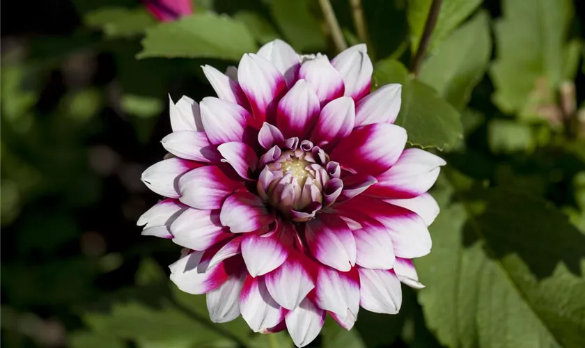 Dahlia 'Verdi'