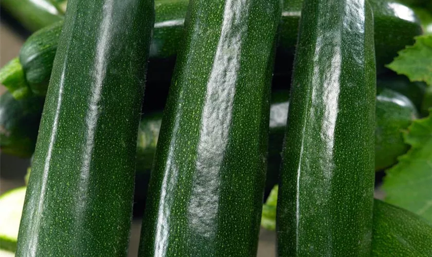 Zucchini 'Mastil'