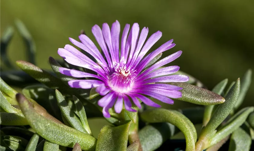 Delosperma cooperi 'Table Mountain'