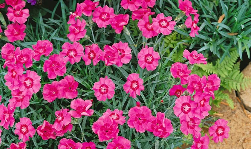 Dianthus plumarius 'Pixie Star'