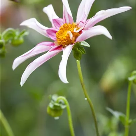 Dahlia 'Honka Surprise'