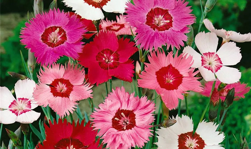 Dianthus plumarius 'Sweetness'