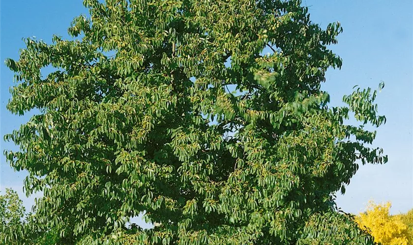 Diospyros virginiana