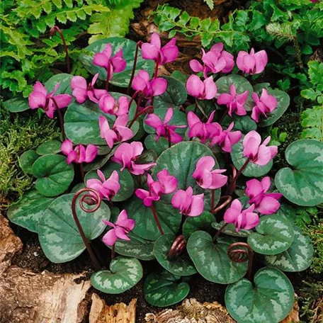 Cyclamen coum 'Experimental Dark Rose'