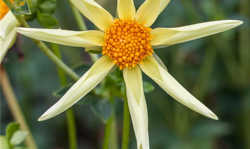 Dahlia 'Honka Yellow'