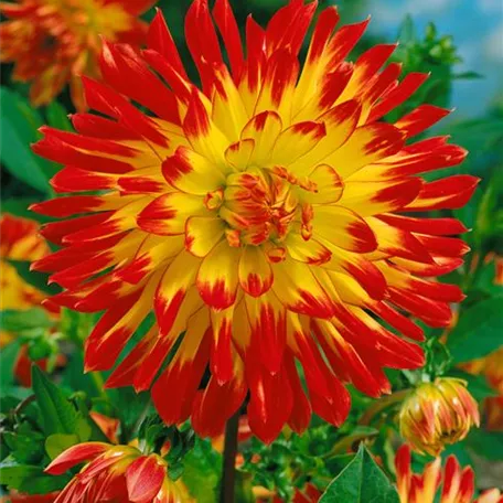 Dahlia 'Vuurvogel'