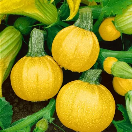 Cucurbita pepo subsp. pepo convar. giromontiina 'One Ball F1'