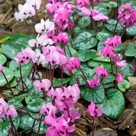 Cyclamen coum 'Experimental Pink'