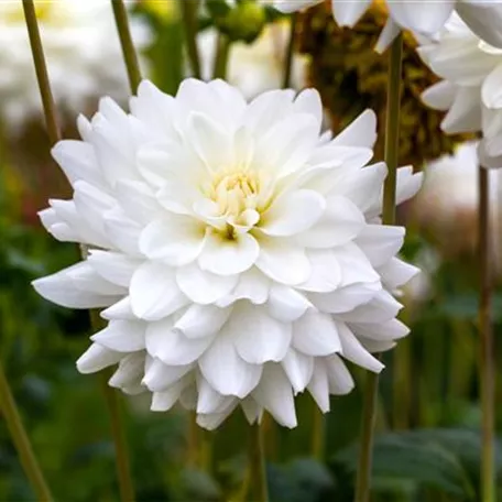 Dahlie 'White Ballet'