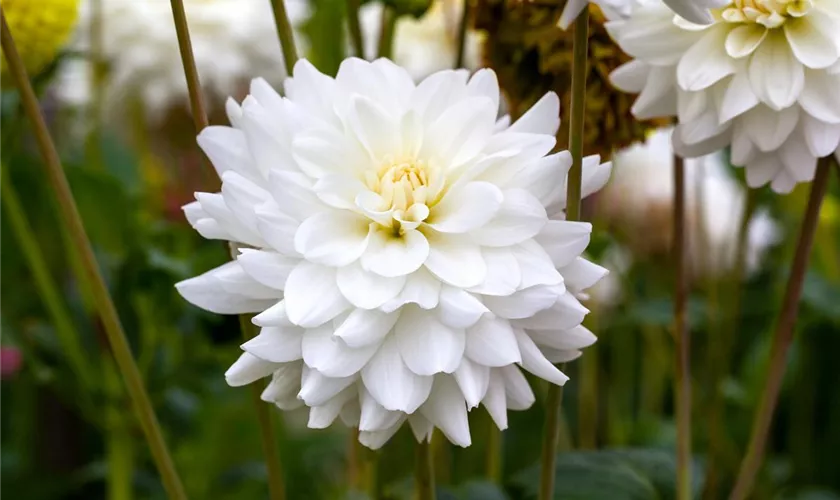 Dahlia 'White Ballet'