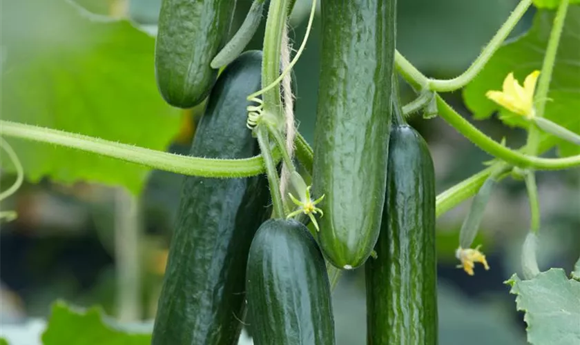 Cucumis sativus 'Alamir'