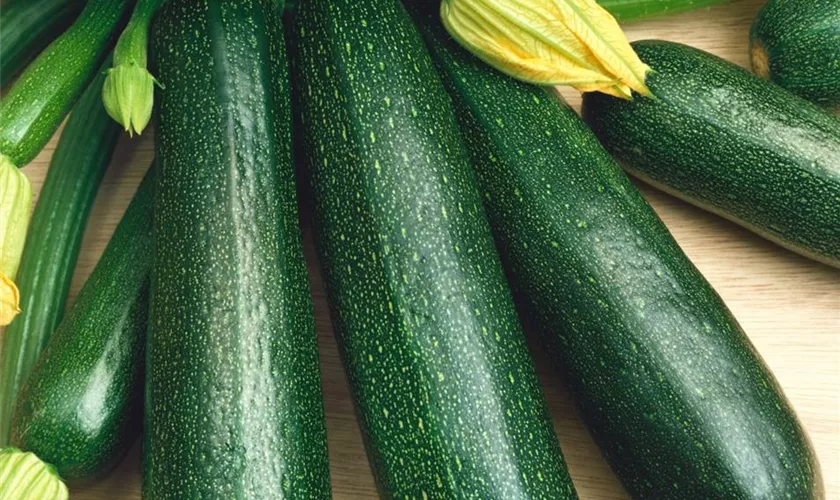 Zucchini 'Partenon F1'