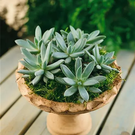 Echeveria colorata 'Mexican Giant'