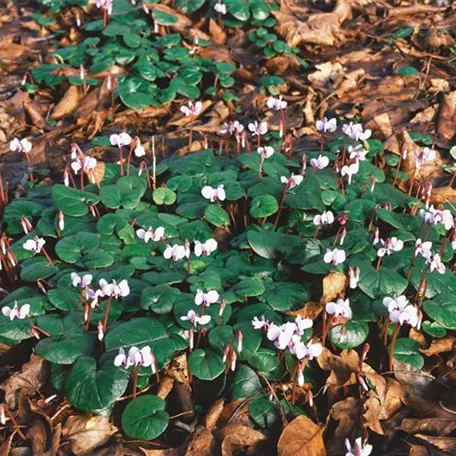 Cyclamen coum 'Hiemale'