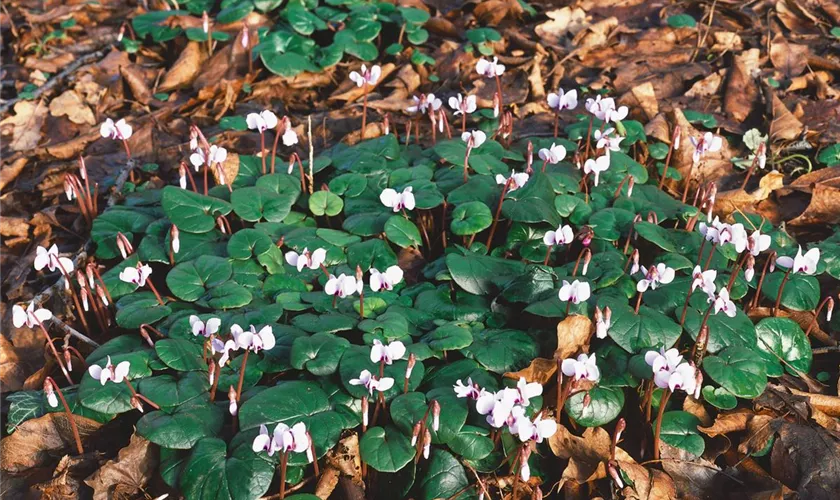 Garten-Frühlings-Alpenveilchen 'Hiemale'