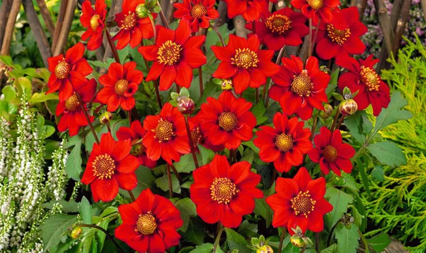 Dahlia 'Inca'