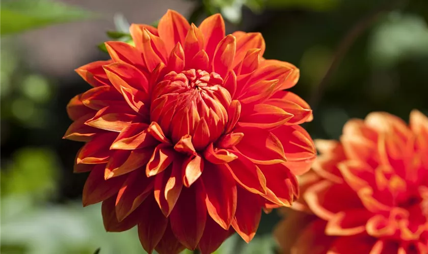 Dahlia 'Wigo Super'