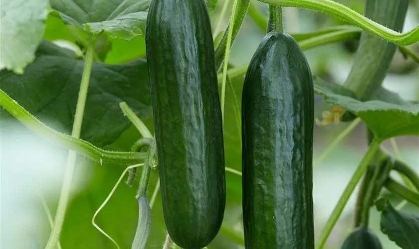 Cucumis sativus 'Lunchbox'