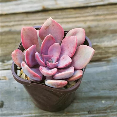 Echeveria crenulata 'Rosea'