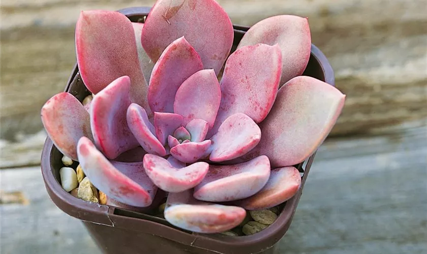 Echeverie 'Rosea'