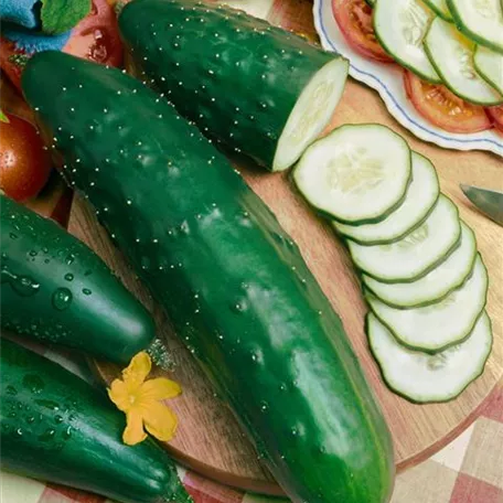 Cucumis sativus 'Ashley'