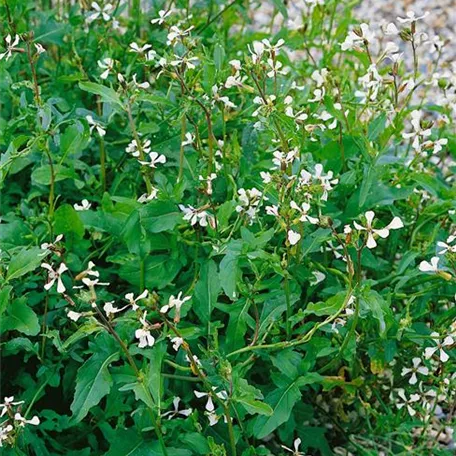 Diplotaxis erucoides