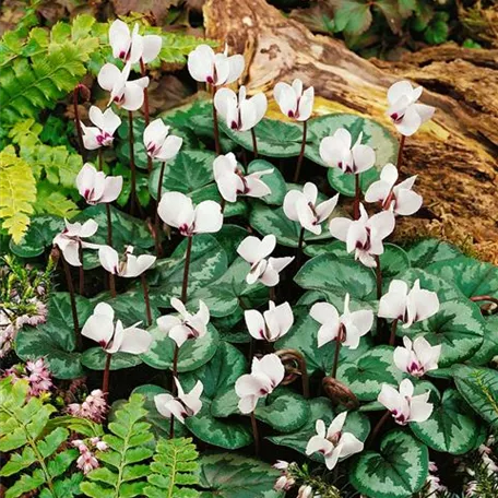 Cyclamen coum 'Silver Leaf'