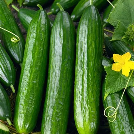 Cucumis sativus 'Bella'