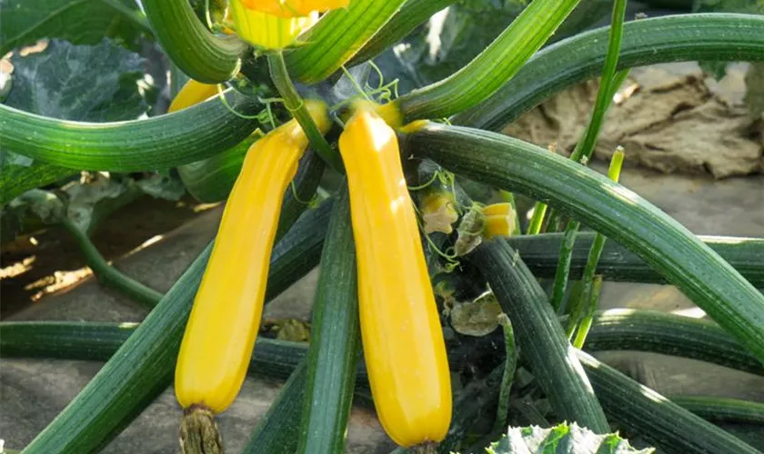 Zucchini 'Soleil F1'