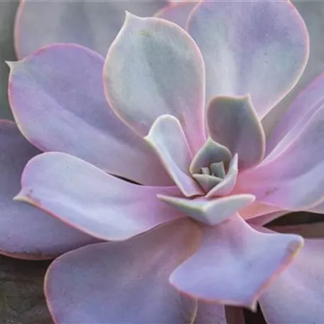 Echeveria gibbiflora 'Metallica'