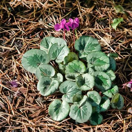 Cyclamen coum 'Something Magic'