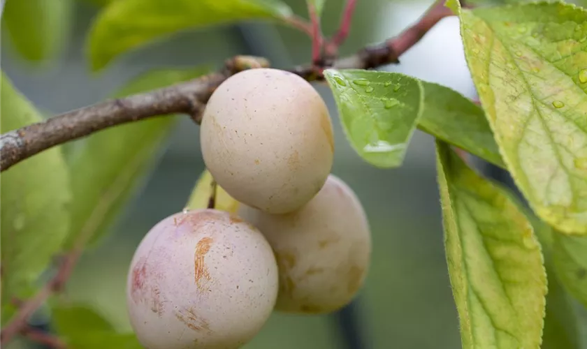 Prunus domestica subsp. syriaca